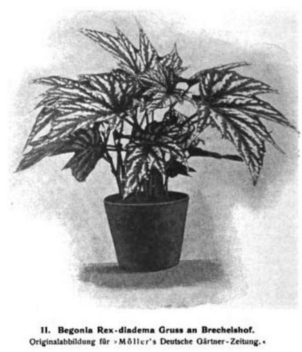 B. ‘Gruss an Brechelshof’